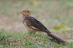 Guira Cuckoo